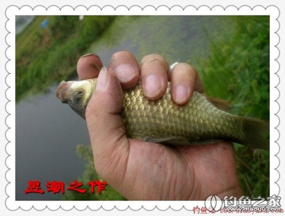 转钓鱼娃 野钓实战篇之十二 站高处 擒鲫妹 野钓营