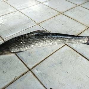 万峰湖野钓集中营 垂钓爱好者的天堂与心灵栖息地