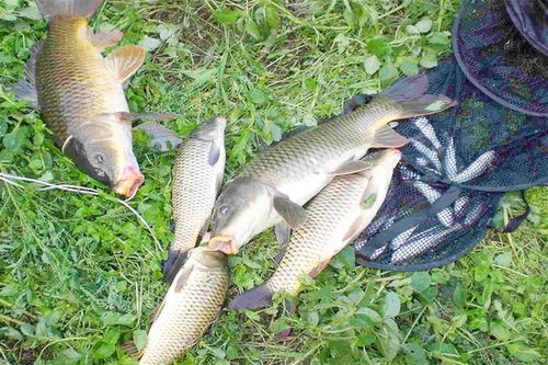 深秋钓鲤利器 精选自制饵料，告别“空军”困扰